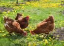 10 Reasons to Raise Chickens in Your Backyard